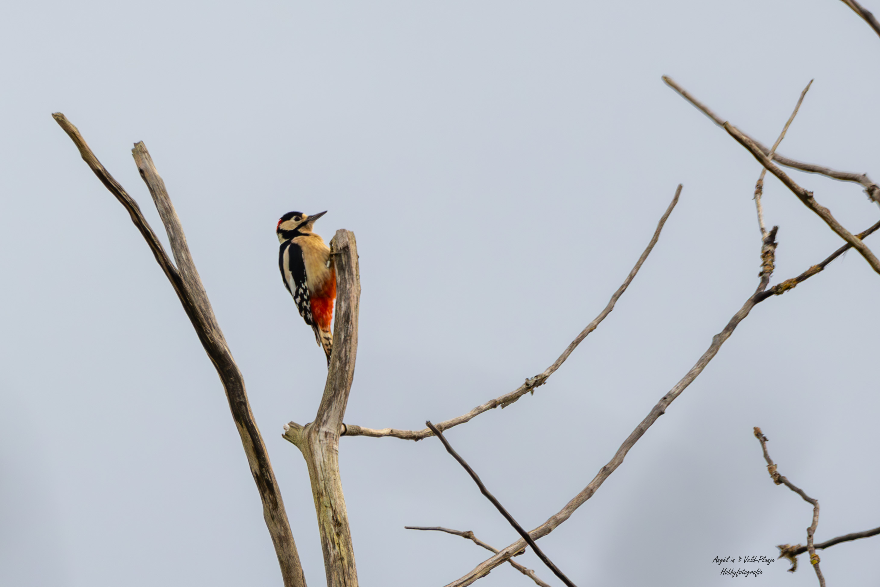 Grote bonte specht (Meijendel). Foto van Angel In T Veld.
Vrouw